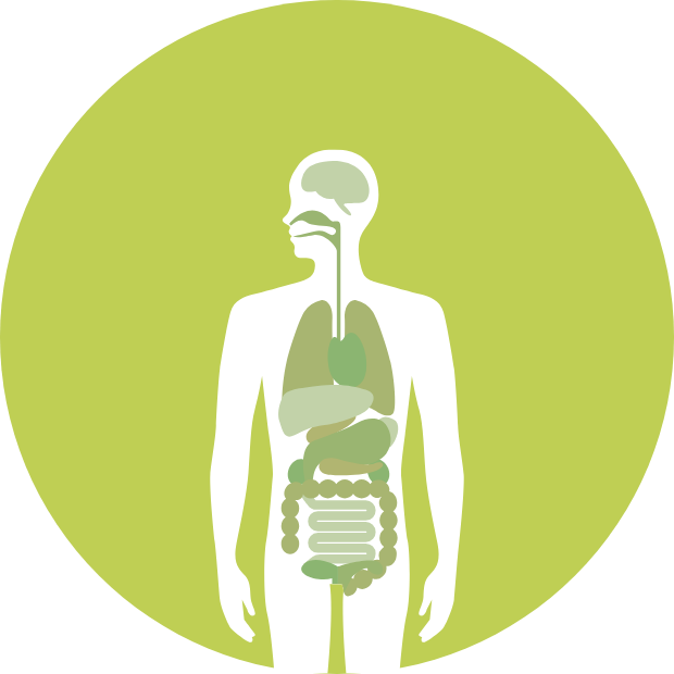 身体のイラスト